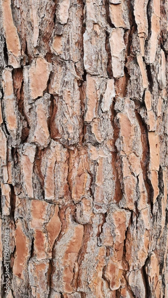 Fototapeta The bark texture of the stone pine (Pinus pinea) forms intricate, rugged patterns—nature’s own artistry—inviting inspiration for creative designs that mimic its timeless elegance.