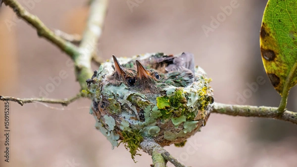 Obraz nid de deux bébés colibri