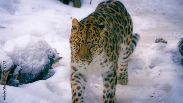 Fototapeta léopard du zoo de Helsinki