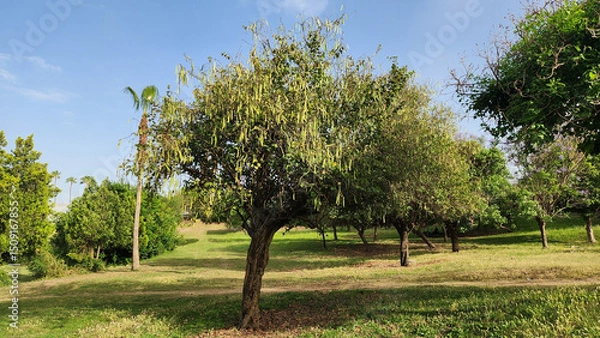 Fototapeta Varying-color blooming orchid tree (Bauhinia variegata) graces the city park with its delicate, vibrant flowers, while its long, bean-like green seed pods add an understated elegance to its charm.