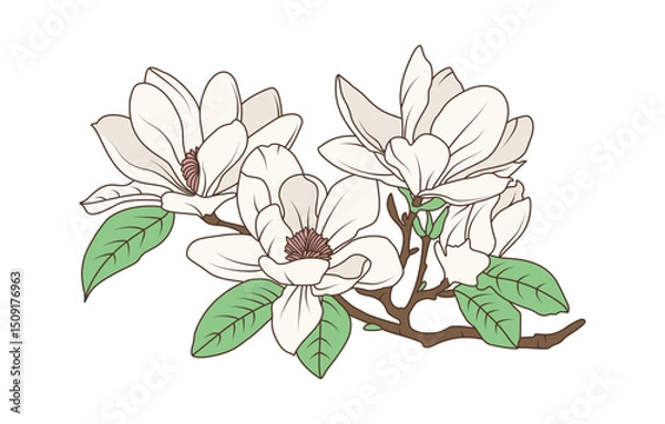 Obraz Magnolia flower branch with blooming petals and green leaves in vintage botanical line art style, flat hand drawn vector illustration
