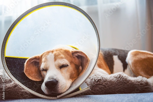 Fototapeta A Beagle dog is peacefully resting with a comfortable cone collar following surgery in a cozy indoor setting