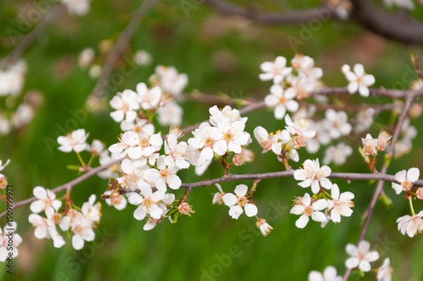 Obraz white flowers of fruit trees in spring garden