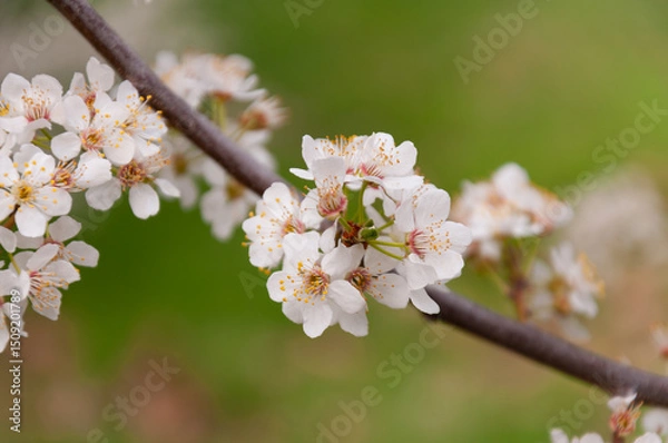 Obraz white flowers of fruit trees with ladybug on it in spring garden