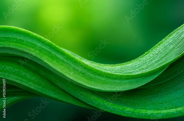 Fototapeta Green leaves create flowing patterns in a vibrant summer garden under bright sunlight