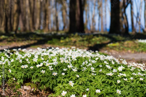Obraz Kwitnące zawilce w lasku, przy plaży, nad morzem Baltyckim