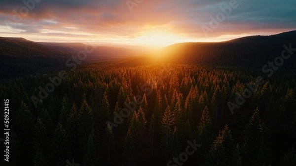 Obraz Sunset over coniferous forest, aerial view