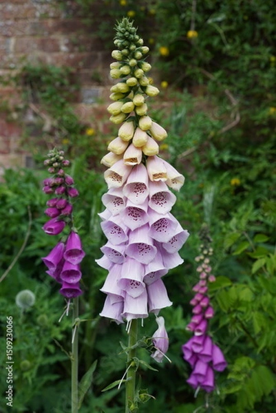 Fototapeta white and purple foxglove flowers in early summer bloom. digitalis toxic flower petals in garden 