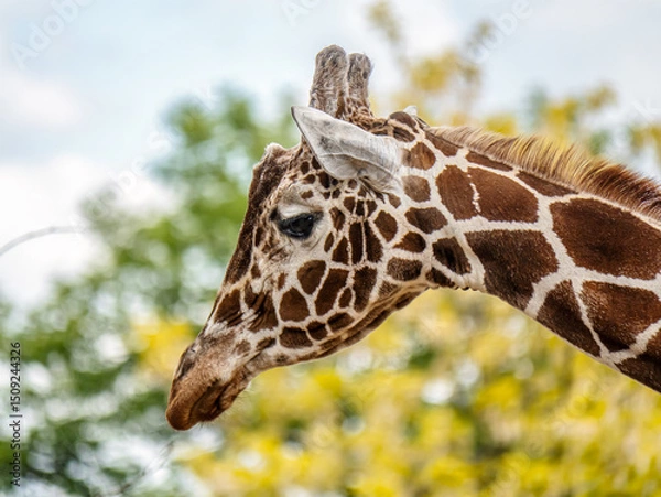 Obraz Close-Up of a Giraffe in a Natural Green Landscape