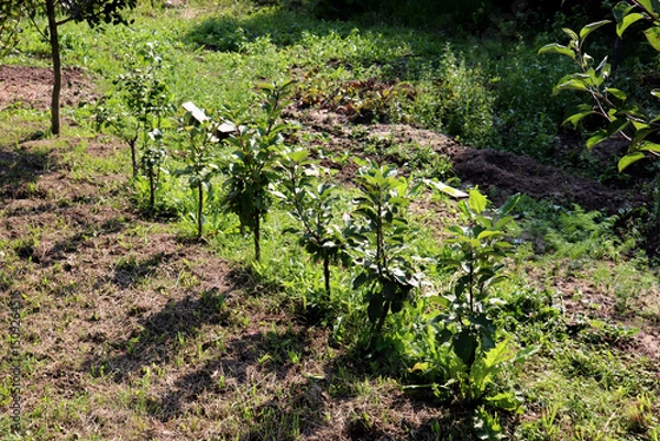 Obraz Row, alley of young apple trees in the garden on a summer day - horizontal photo
