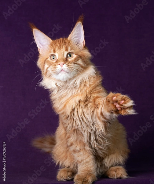 Fototapeta Beautiful Maine Coon kitten on a purple background.