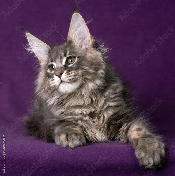 Fototapeta Beautiful Maine Coon kitten on a purple background.