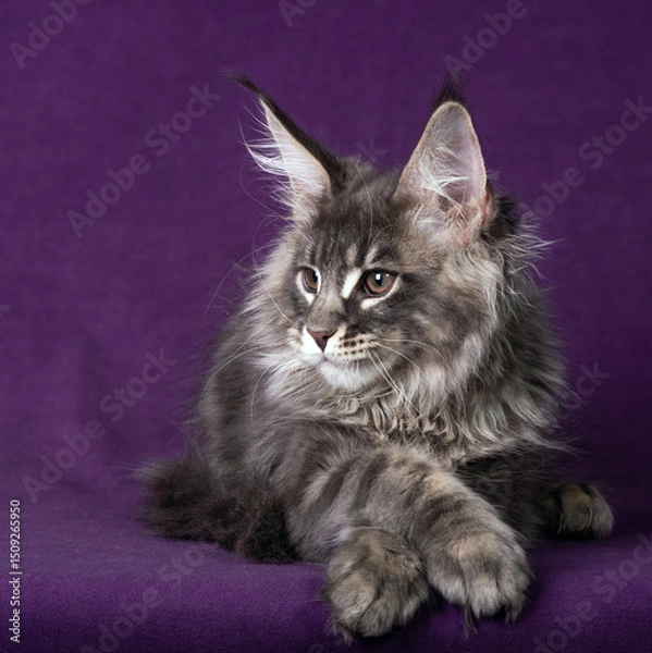 Fototapeta Beautiful Maine Coon kitten on a purple background.