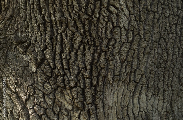 Fototapeta Bark of old oak texture background