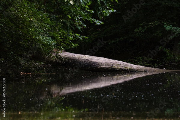 Fototapeta The trunk of a large fallen tree hanging over the river is beautifully reflected on the surface of the water, in which petals of fallen flowers, seeds and poplar fluff float.
