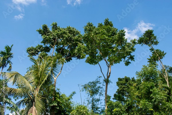 Obraz Blue sky with green trees from down to up