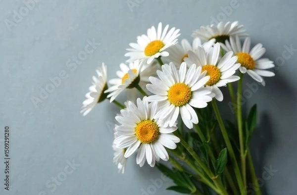Obraz Daisies on a gray background