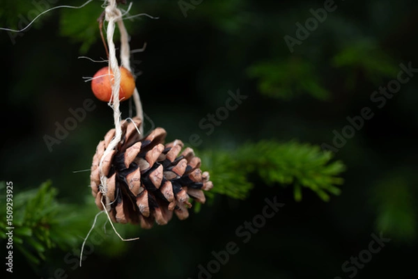 Fototapeta Close-up of a small spruce cone hanging as a tree decoration on a conifer. It's Christmas.