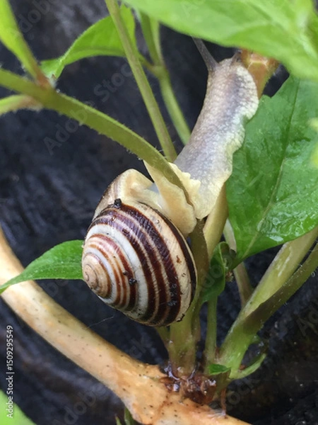 Obraz Close up of snail on leaf in garden, nature background.