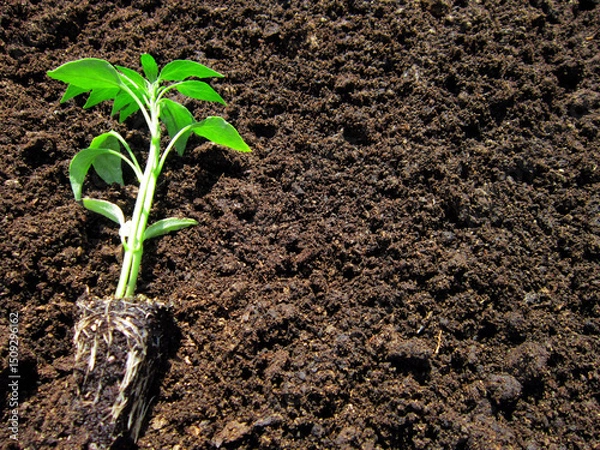 Fototapeta       Seedlings with strong roots side by side                         