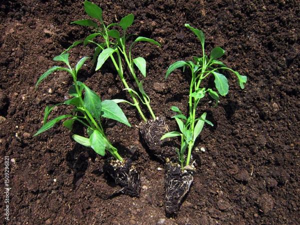 Fototapeta       Seedlings with strong roots side by side                         