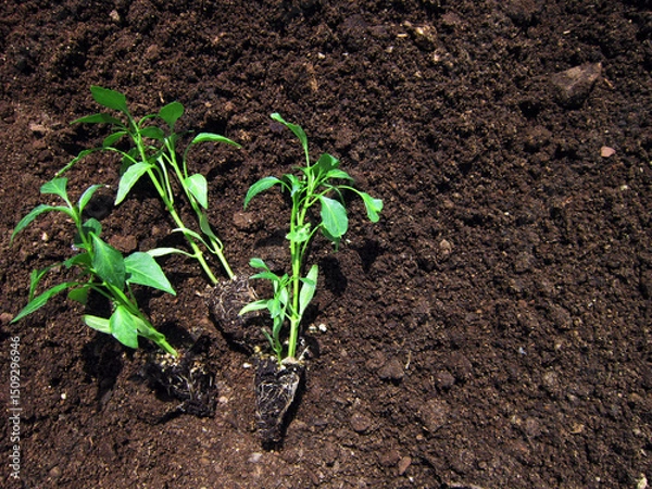Fototapeta            Seedlings with strong roots side by side                                                   