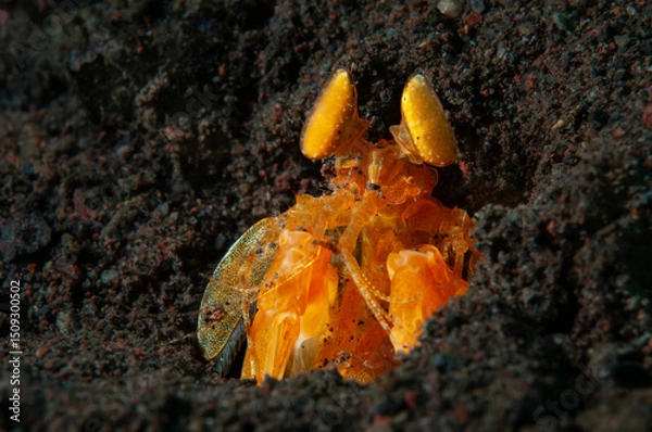 Fototapeta Golden mantis shrimp
