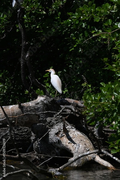 Obraz Airone guardabuoi