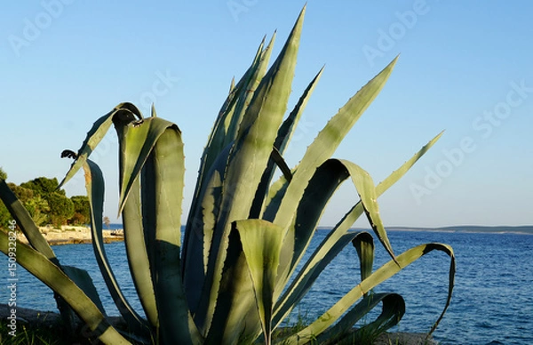 Fototapeta Big agave succulent near the sea in the Dalmatian coast in Croatia