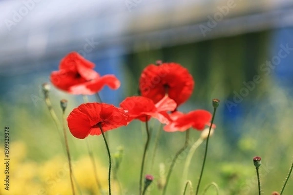 Obraz 아름다운, 빨간색 꽃양귀비