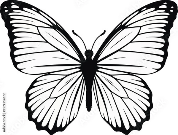 Fototapeta A detailed black and white illustration of a butterfly with intricate wing patterns on a white background