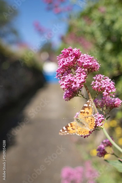 Obraz Papillon sur Valériane dans le Finistère