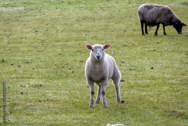 Obraz sheep in the field