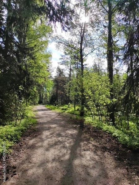 Fototapeta Mixed forest, birch and pine trees, sunny day, walking trail, blue sky