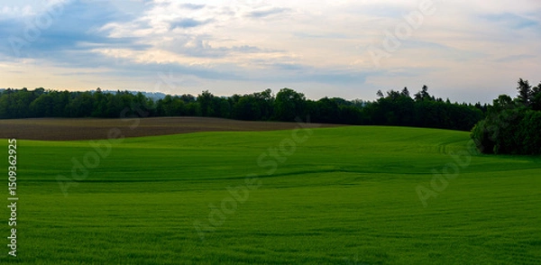 Obraz landscape with green grass and blue sky