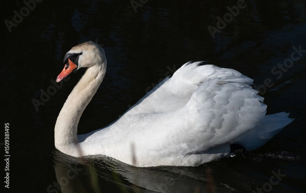Fototapeta A white mute swan swims over dark water. The wings are slightly raised. The swan shines in the sun.