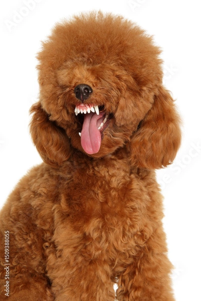 Fototapeta Red Toy Poodle Yawning Showing Teeth and Expressive Face Close-Up