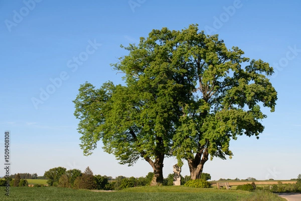 Fototapeta Close-up of two large deciduous trees, under which stands a stone cross. In the background is the blue sky. In the foreground a green meadow.