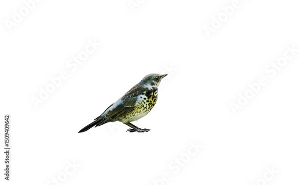 Obraz Song thrush on white isolated background