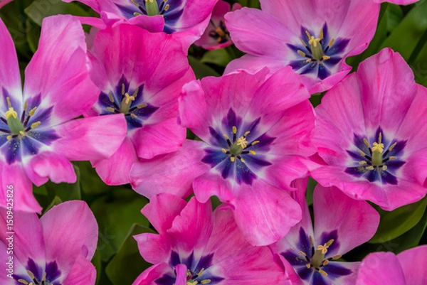 Fototapeta Pink tulips with a purple center create a bright and colorful floral arrangement symbolizing the beginning of spring, tulip variety Little Beauty, from Netherlands,