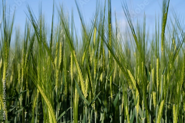 Fototapeta Green ears of barley growing in a field. The ears are flowering. In the background is the blue sky.