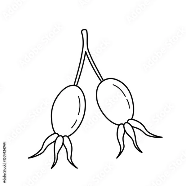 Fototapeta Rose hip fruit. Hand drawn icon of branch with berries in sketch doodle style. Isolated vector illustration.