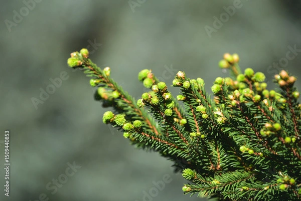 Fototapeta Close-up of young branches of the Picea orientalis L. Peterm on a grey background. Spring foliage of the evergreen Oriental spruce tree in the park