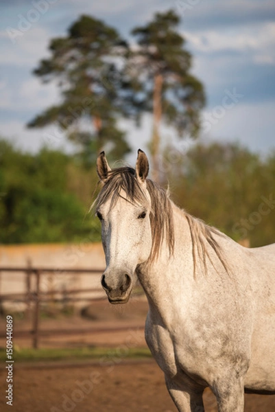 Fototapeta Portrait of a grey horse resting in a paddock in evening light. Close-up of a portrait of a grey horse looking at the camera