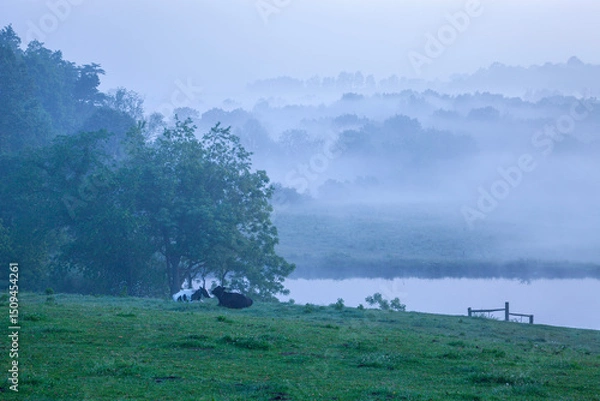 Obraz Holstein cows in a field on a foggy morning with trees and a lake in the background