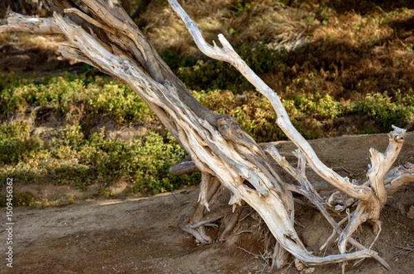 Obraz Bleached White Wood on a Dead Tree with Green Plants in the Background.