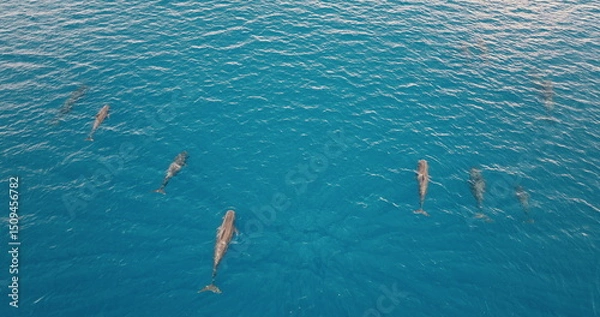 Fototapeta Dolphins whales swimming gracefully in a stunning blue ocean, forming a lively pod and creating a mesmerizing scene, captured from aerial perspective. Wild nature sea travel background, top down view