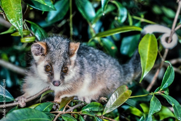 Obraz Australian Common Ringtail Possum in Lilly Pilly tree