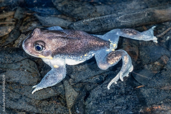 Obraz Australian Giant Burrowing Frog floating in water
