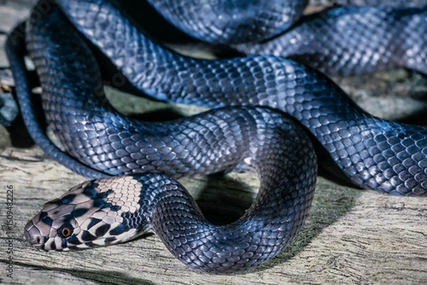 Obraz Close up of an Australian Pale-headed Snake
